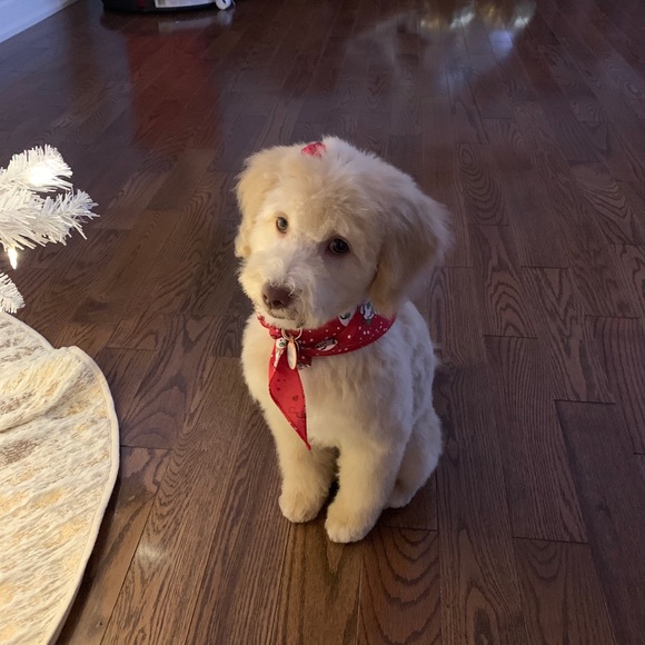 Meet your Posher, Joceline - Picture 1 of 1